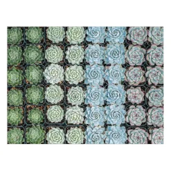 Galison Succulent Garden Double-Sided 500 Piece Jigsaw Puzzle