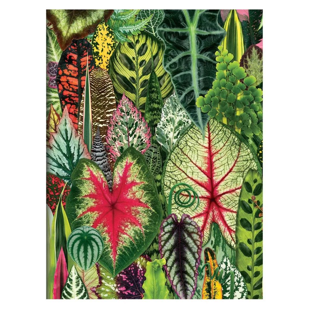 Galison Troy Litten Houseplant Jungle Greeting Assortment Notecards