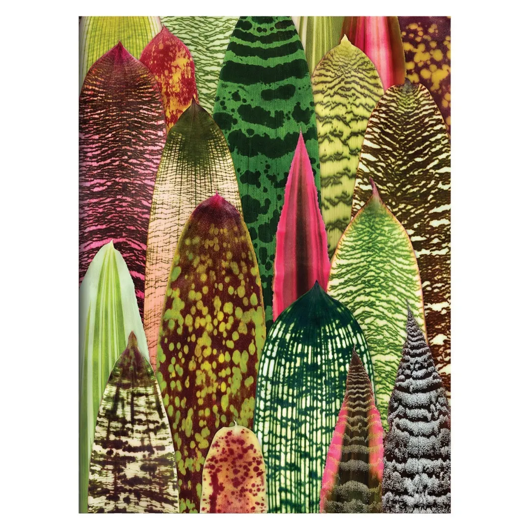 Galison Troy Litten Houseplant Jungle Greeting Assortment Notecards