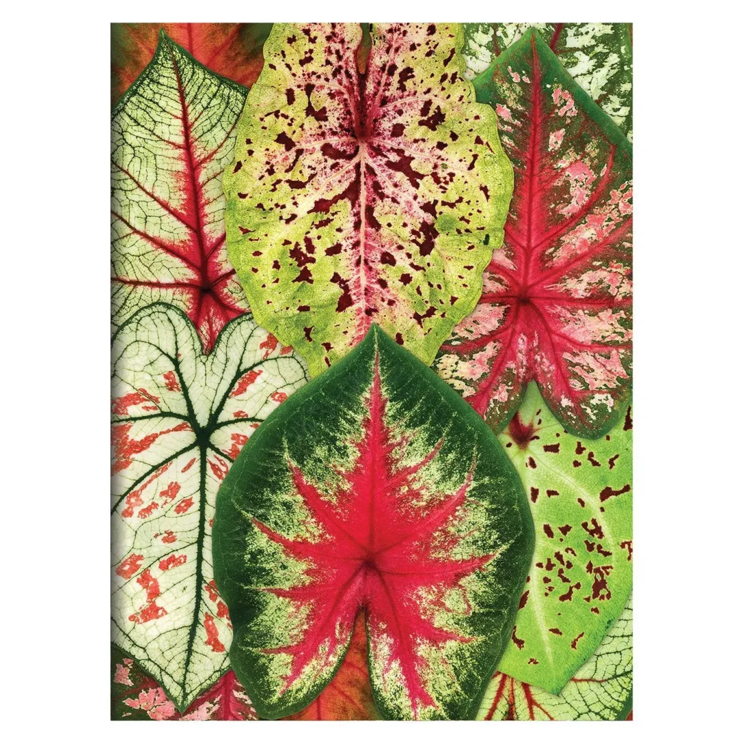 Galison Troy Litten Houseplant Jungle Greeting Assortment Notecards